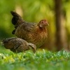 Kur bankivsky - Gallus gallus - Red Junglefowl 3041